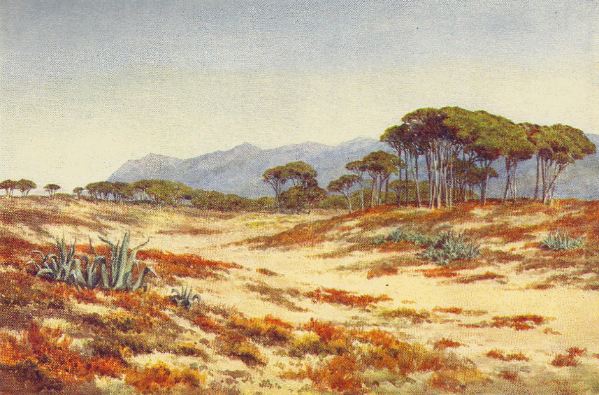Stone-pines near Cintra.