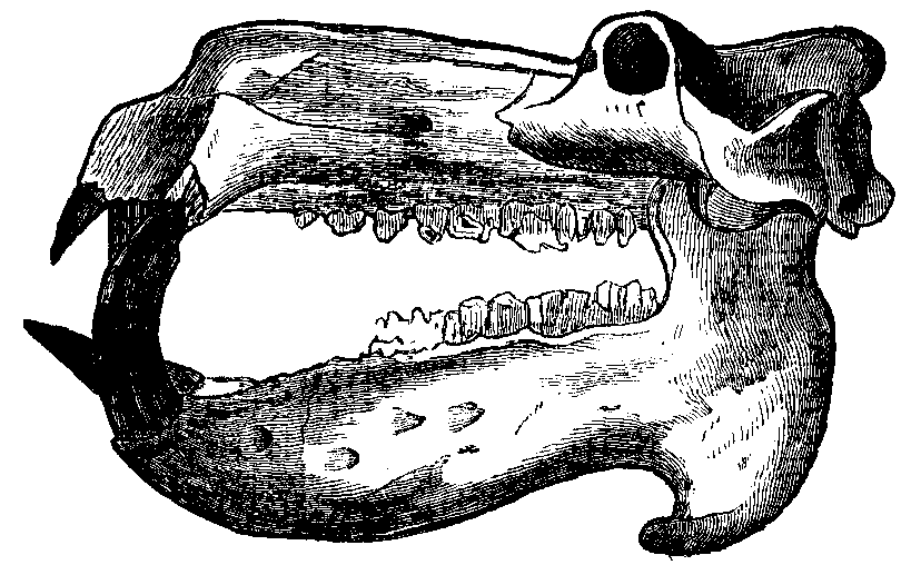 skull of Hippo