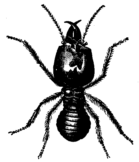 Bashikouay ant