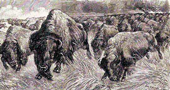 Herd of Bison
